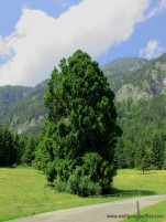 Ein einzelner Baum steht auf einer Wiese mit Berggipfel und Wolke im Hintergrund