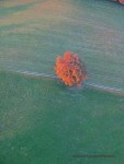 Einsamer Baum mit Herbstlaub auf einer Wiese