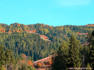 view of the fall foliage
